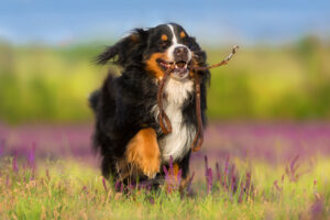 Berner Sennenhund