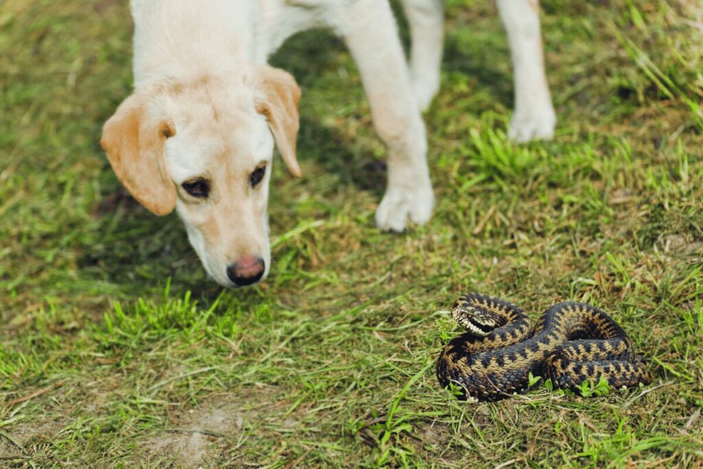 Hund und Schlange