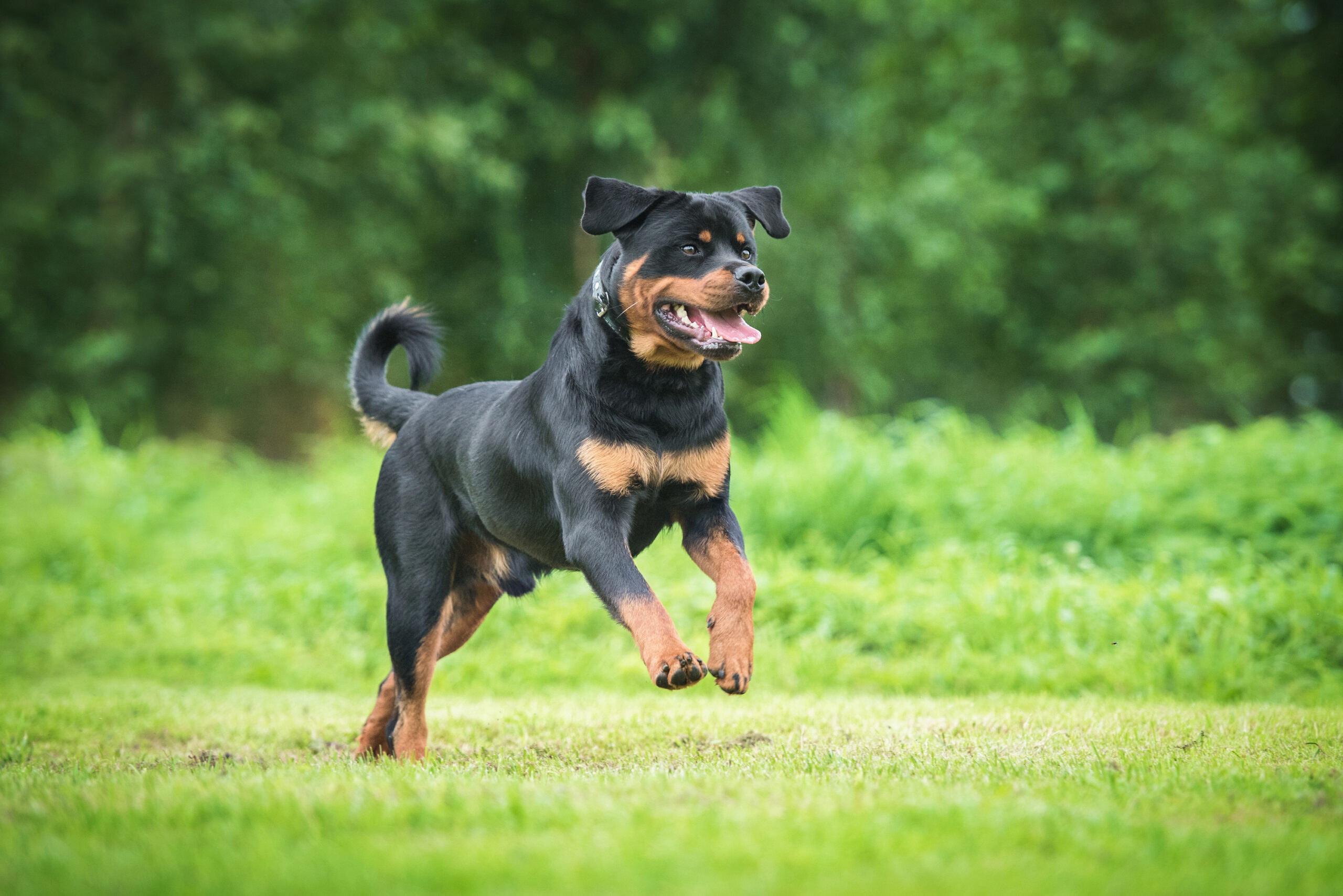 Rasseverbot für Rottweiler im Kanton Zürich