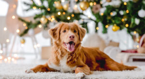 Nova Scotia Duck Tolling Retriever