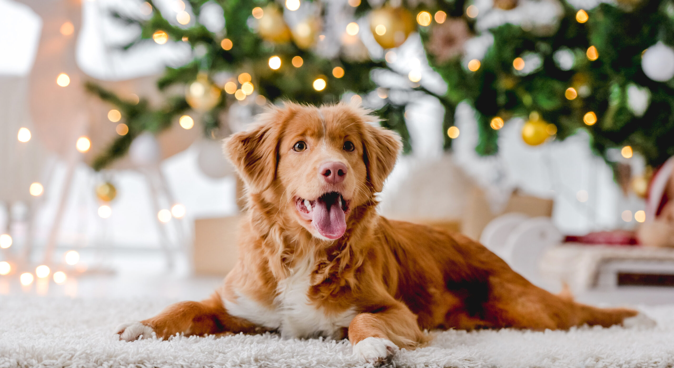 Damit Weihnachten und Silvester nicht vor die Hunde gehen